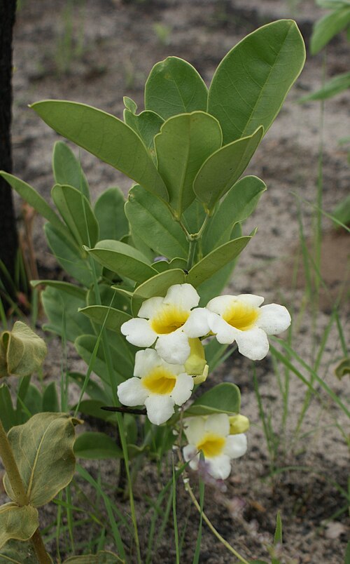 Anemopaegma glaucum: Anemopaegma glaucum Mart. ex DC. - BIGNONIACEAE - Parque Estadual da Serra dos Pirineus - Pirenópolis - Goiás - Brasil.