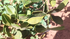 Anemopaegma glaucum (Anemopaegma glaucum)