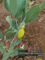 Anemopaegma glaucum (Anemopaegma glaucum)