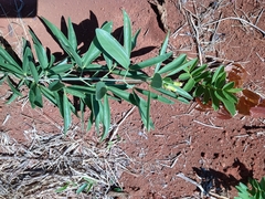 Anemopaegma glaucum (Anemopaegma glaucum)