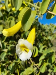Anemopaegma laeve (Anemopaegma laeve)