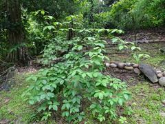Anemopaegma orbiculatum (Anemopaegma orbiculatum)