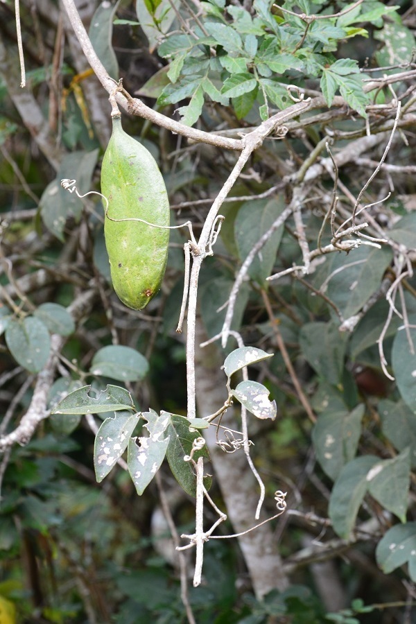 Anemopaegma puberulum (Anemopaegma puberulum)