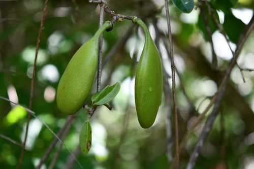 Anemopaegma puberulum (Anemopaegma puberulum)