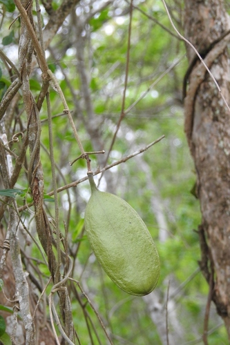 Anemopaegma puberulum (Anemopaegma puberulum)