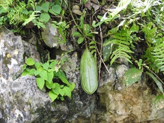 Anemopaegma puberulum (Anemopaegma puberulum)