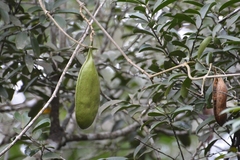 Anemopaegma puberulum (Anemopaegma puberulum)