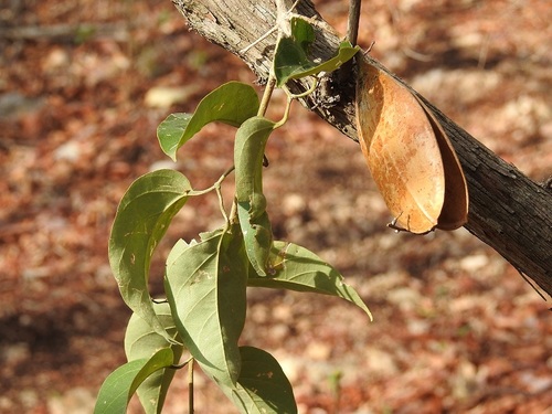 Anemopaegma puberulum (Anemopaegma puberulum)