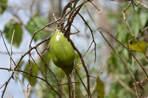 Anemopaegma puberulum (Anemopaegma puberulum)