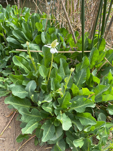 Yerba mansa (Anemopsis californica)