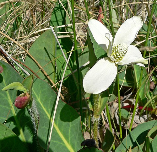 Yerba mansa: Photo of Anemopsis californica in Calico Basin west of Las Vegas, Nevada