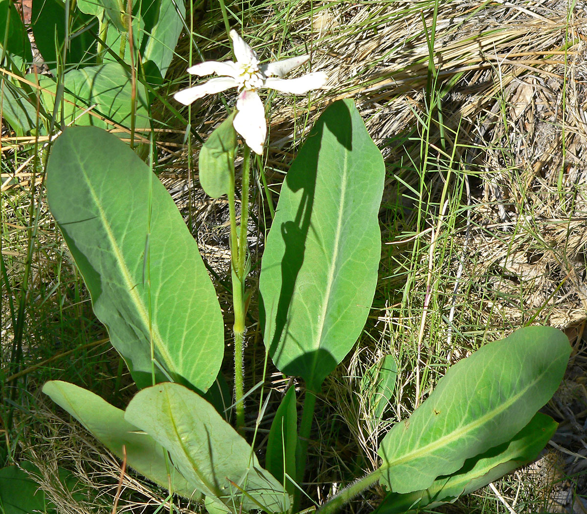 Yerba mansa: Anemopsis californica in Calico Basin , west of Las Vegas, Nevada