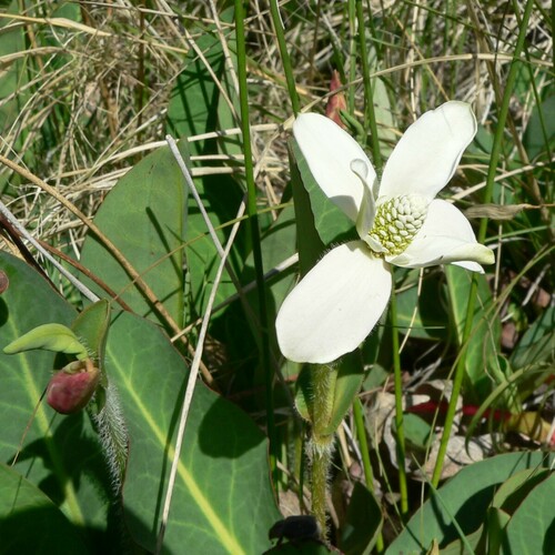 Yerba mansa (Anemopsis californica)
