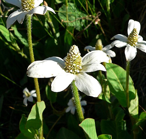 Yerba mansa: Anemopsis californica in Calico Basin , west of Las Vegas, Nevada