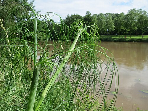 Dill: Verwilderter Dill ( Anethum graveolens ) an der Saar in Saarbrücken