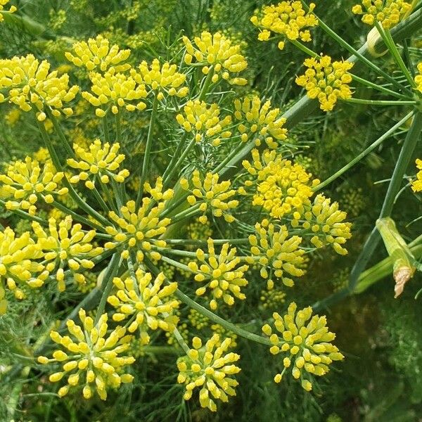 Dill (Anethum graveolens)