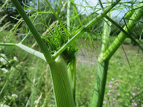 Dill: Verwilderter Dill ( Anethum graveolens ) an der Saar in Saarbrücken