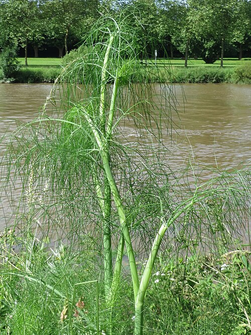 Dill: Verwilderter Dill ( Anethum graveolens ) an der Saar in Saarbrücken