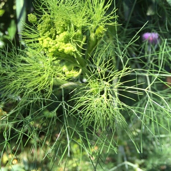 Dill (Anethum graveolens)