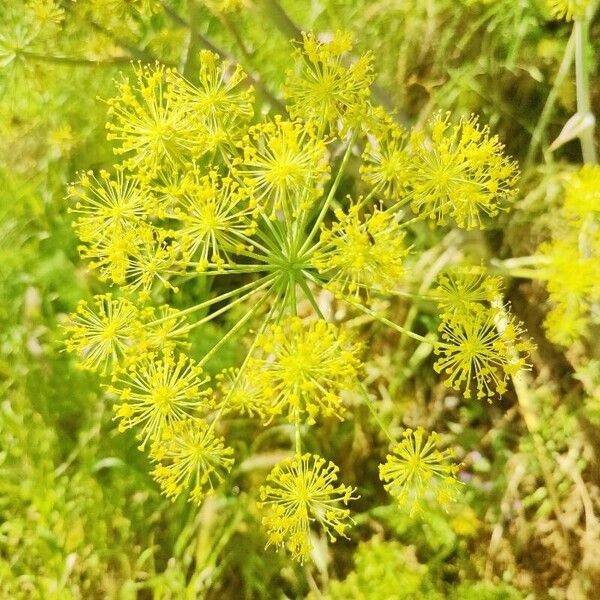 Dill (Anethum graveolens)