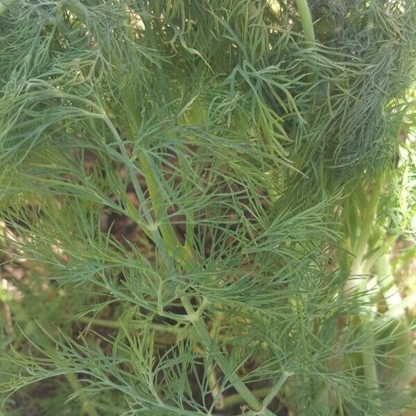 Dill (Anethum graveolens)
