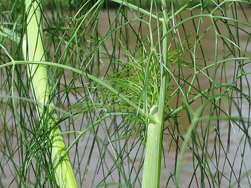 Dill: Verwilderter Dill ( Anethum graveolens ) an der Saar in Saarbrücken