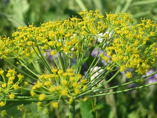 Dill: Verwilderter Dill ( Anethum graveolens ) bei Hockenheim