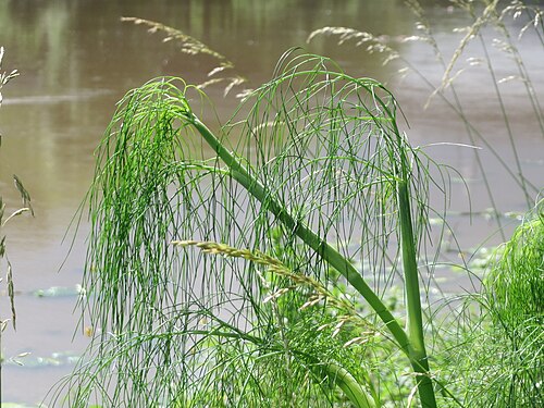 Dill: Verwilderter Dill ( Anethum graveolens ) an der Saar in Saarbrücken