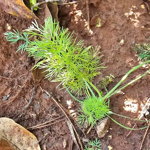 Dill (Anethum graveolens)