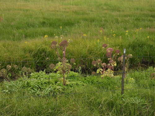 Giant angelica (Angelica ampla)