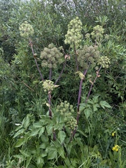 Giant angelica (Angelica ampla)