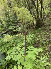 Giant angelica (Angelica ampla)