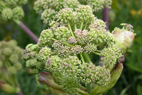 Giant angelica (Angelica ampla)