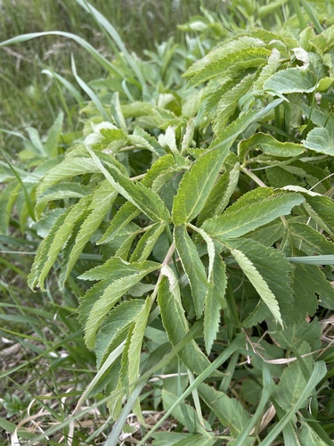 Giant angelica (Angelica ampla)