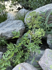 Giant angelica (Angelica ampla)