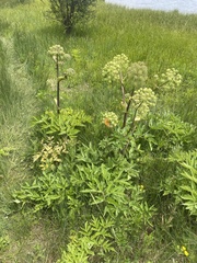 Giant angelica (Angelica ampla)