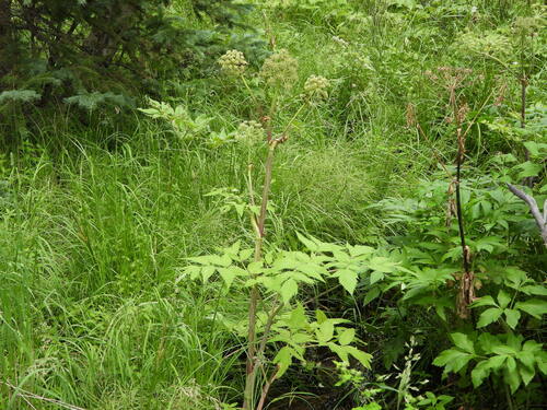Giant angelica (Angelica ampla)