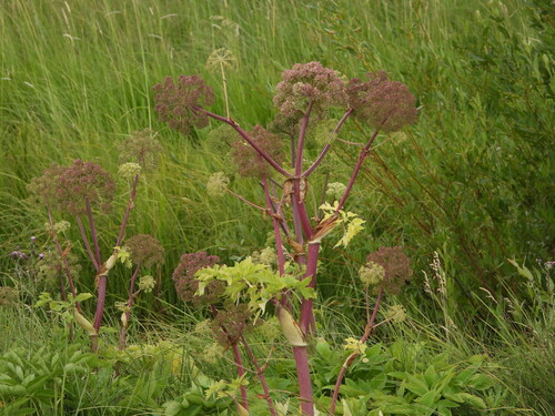 Giant angelica (Angelica ampla)