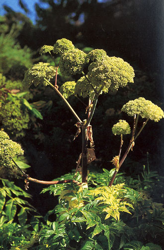 Norwegian angelica: Angelica archangelica