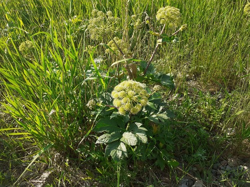 Norwegian angelica (Angelica archangelica)