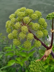 Norwegian angelica (Angelica archangelica)