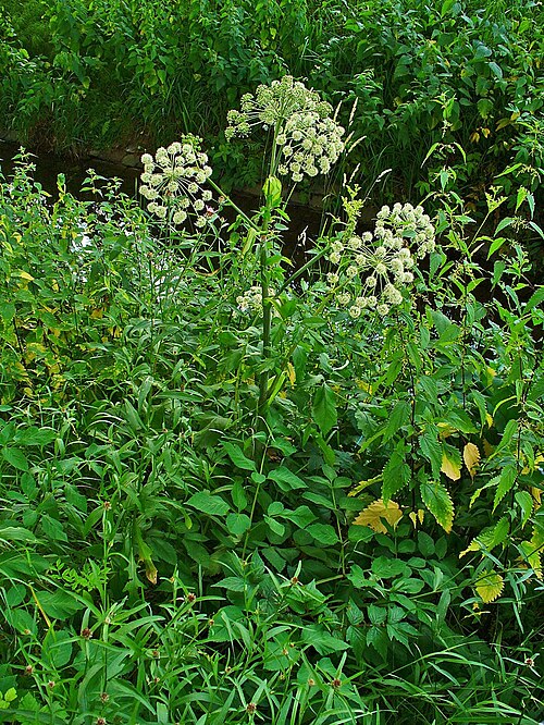 Norwegian angelica: Angelica archangelica , Apiaceae, Garden Angelica, habitus; Karlsruhe, Germany. The root is used in homeopathy as remedy: Angelica archangelica