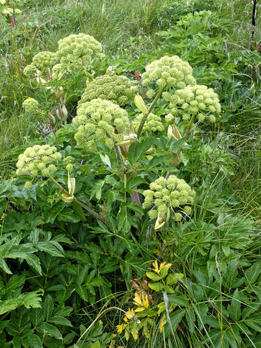 Norwegian angelica (Angelica archangelica)