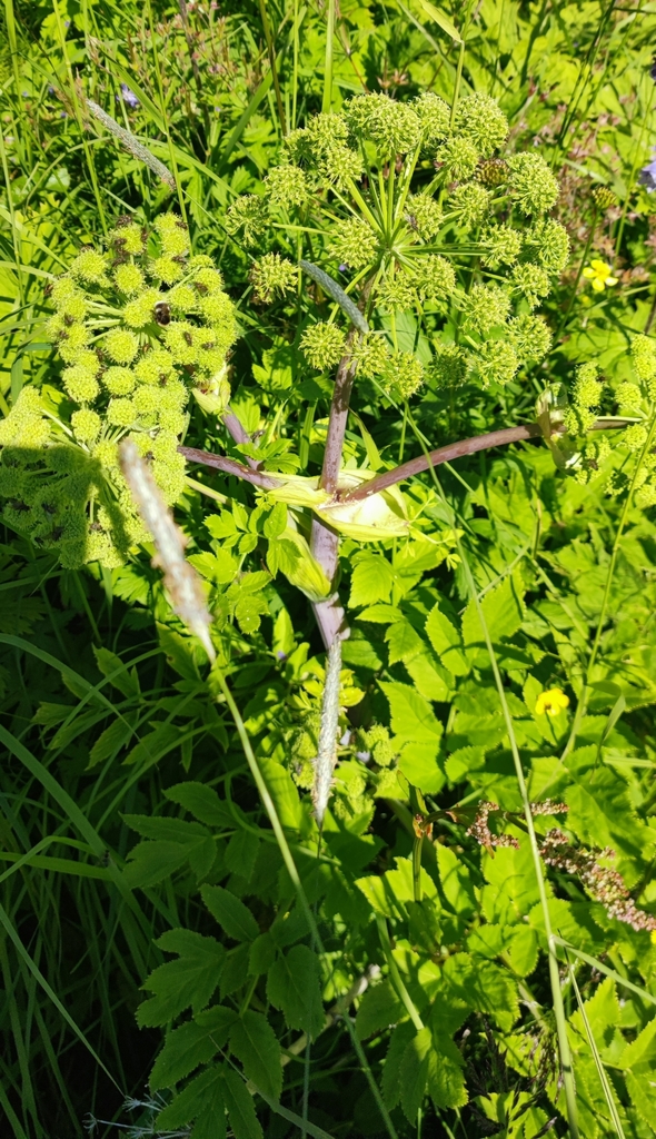 Norwegian angelica (Angelica archangelica)