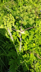 Norwegian angelica (Angelica archangelica)