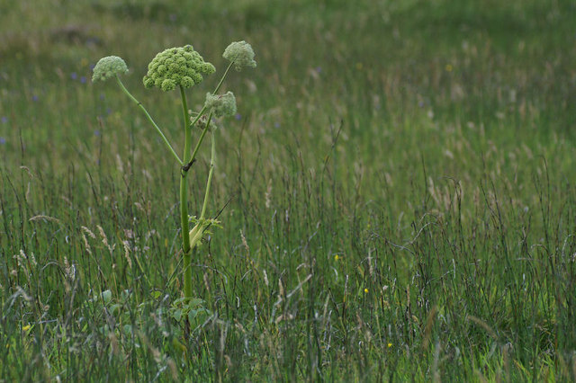 Norwegian angelica: Angelica (Angelica sylvestris) A common wayside plant on Unst, here growing amongst horestails (Equisetum).