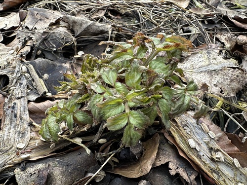 Norwegian angelica (Angelica archangelica)