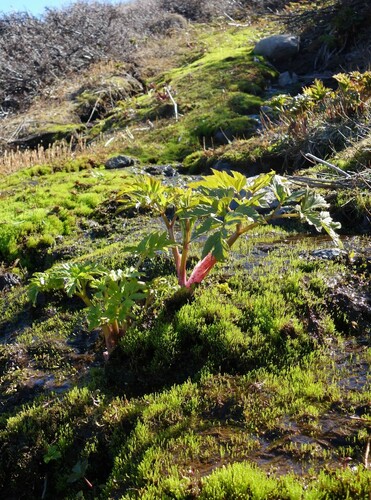 Norwegian angelica (Angelica archangelica)
