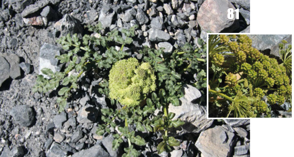 Angelica brevicaulis: Angelica brevicaulis, Tajikistan.