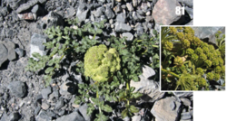 Angelica brevicaulis: Angelica brevicaulis, Tajikistan.